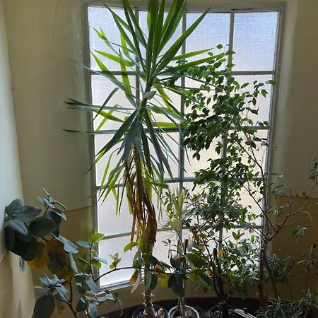 5 Apartment *
