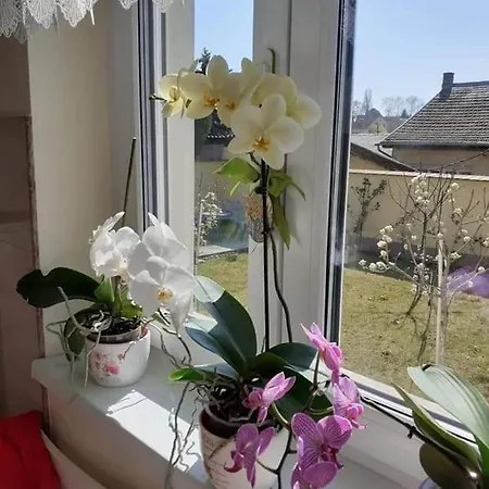 Apartment Aranyoshaz-vendeghaz Budapest