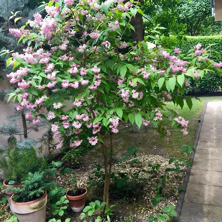 Madarhegy With Garden Buda Side Διαμέρισμα *