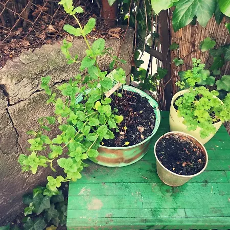 Apartment Flat In Historic With Your Own Private Garden, Near City Park