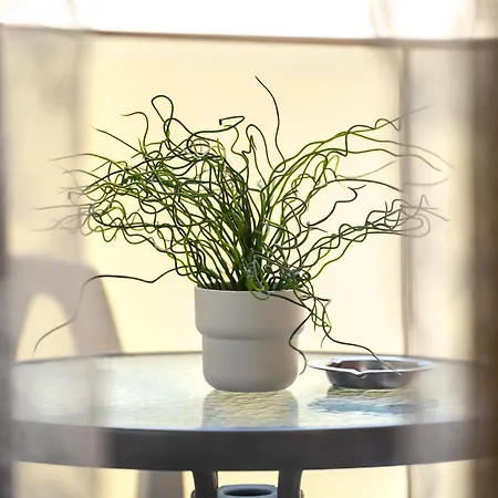 Elegant Nest One