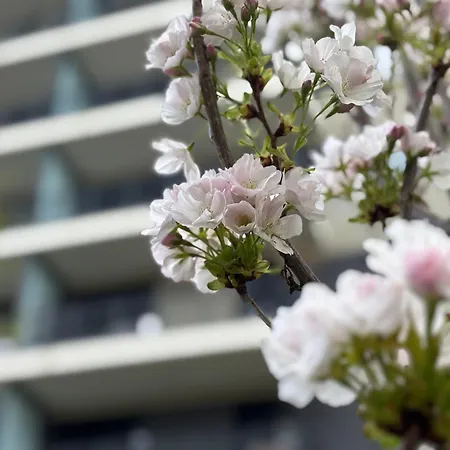 Japandi Apartment, Free Parking Apartment