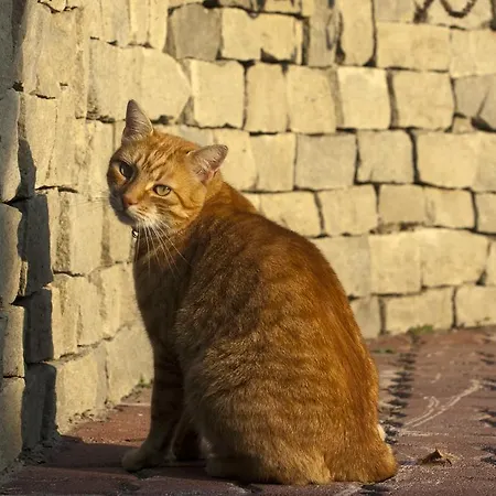 Szőnyi Garden Pest 3*
