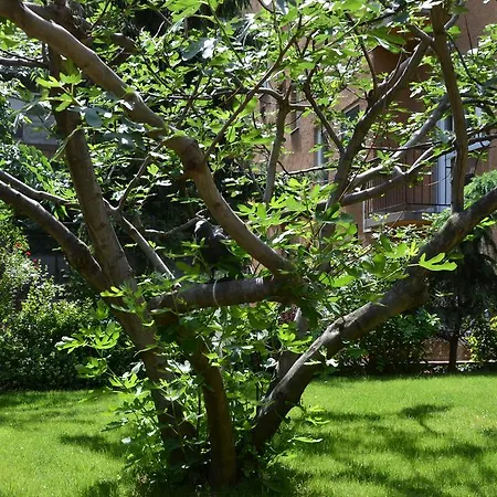 Fig Tree House