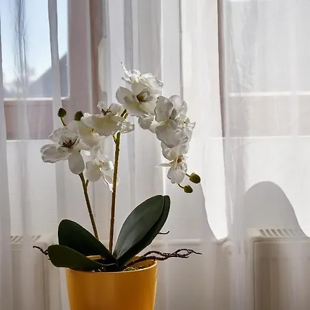 Warm & Friendly Ii. Apartment